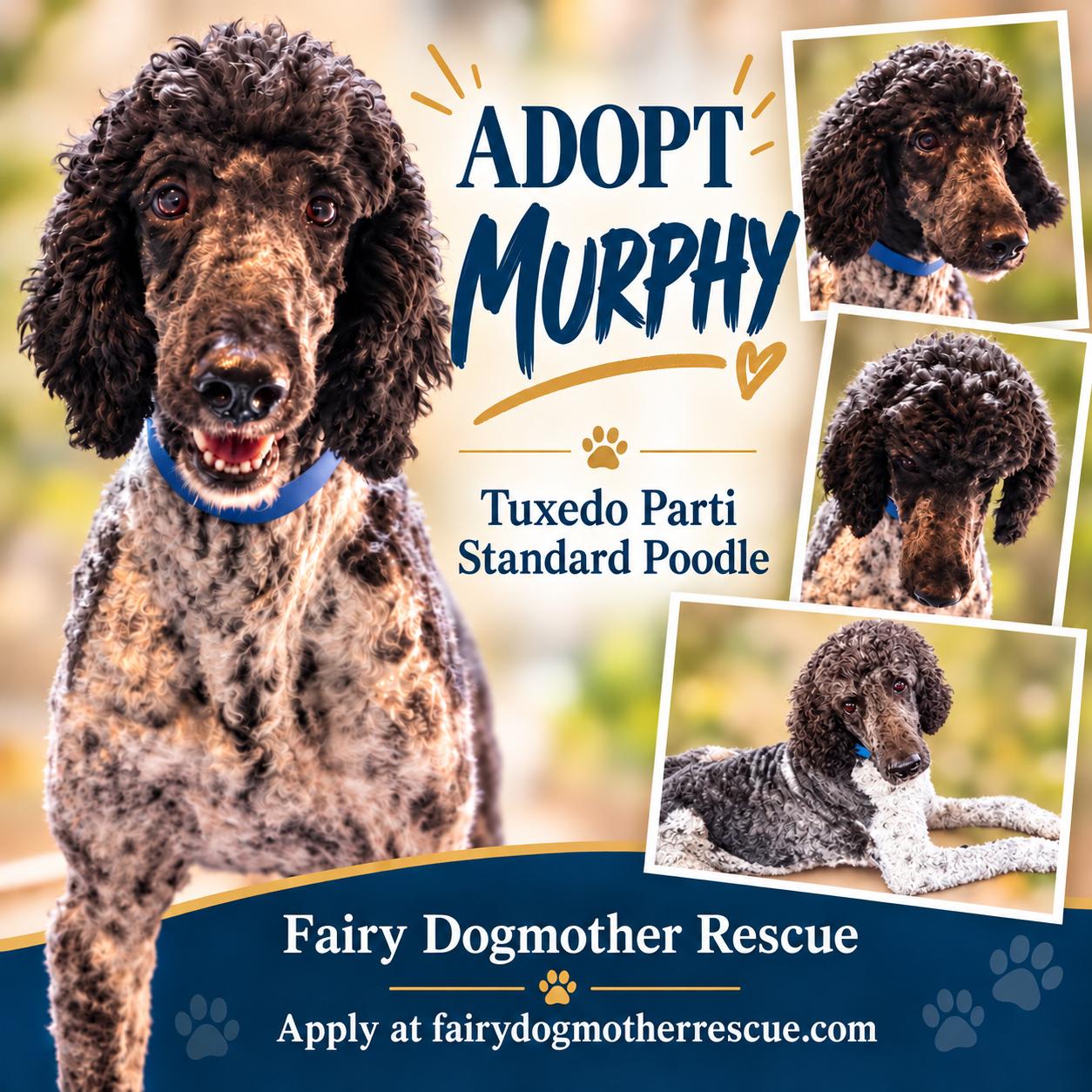 Murphy, Adopted, Adult Male Standard Poodle.
