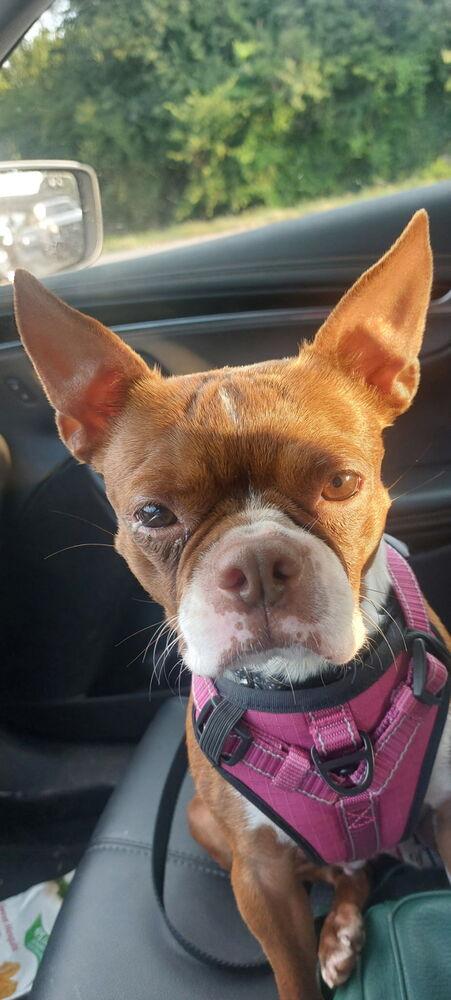 Birdy, Adopted, Adult Female Boston Terrier.