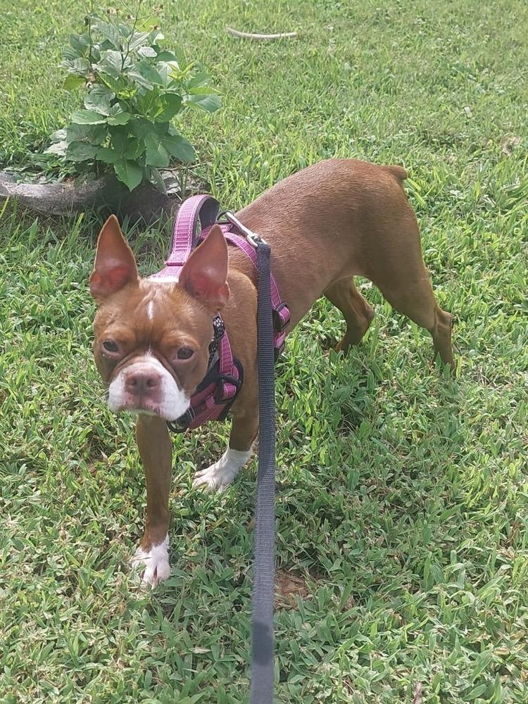 Enlarge Birdy, a Adopted Boston Terrier in Jackson, TN image 4/6
