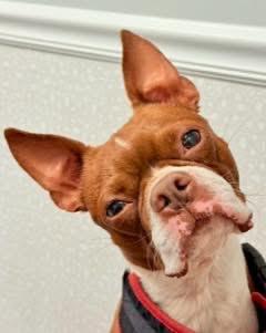 Enlarge Birdy, a Adopted Boston Terrier in Jackson, TN image 5/6