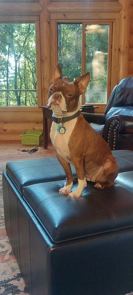 Enlarge Birdy, a Adopted Boston Terrier in Jackson, TN image 6/6