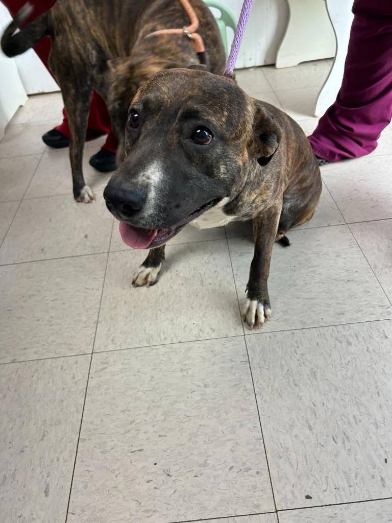 Enlarge Phat Amy -Available, a Adoptable mixed breed in Chickamauga , GA image 1/4