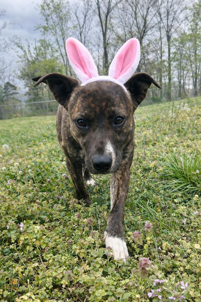 Enlarge Phat Amy -Available, a Adoptable mixed breed in Chickamauga , GA image 3/4