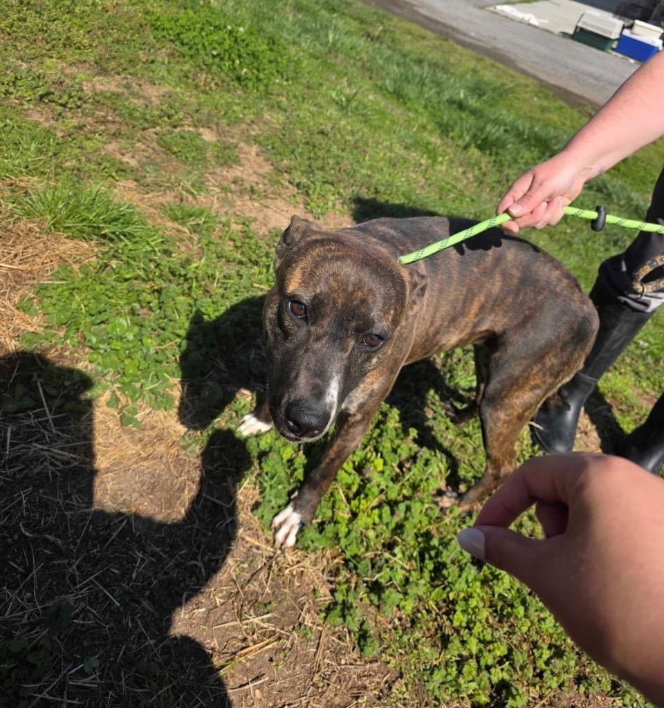 Enlarge Phat Amy -Available, a Adoptable mixed breed in Chickamauga , GA image 4/4