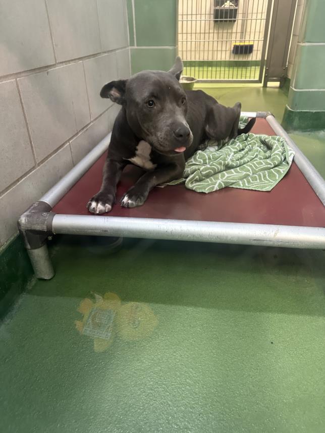 Enlarge ZARA, a Adoptable Mixed Breed in Dallas, TX image 1/1