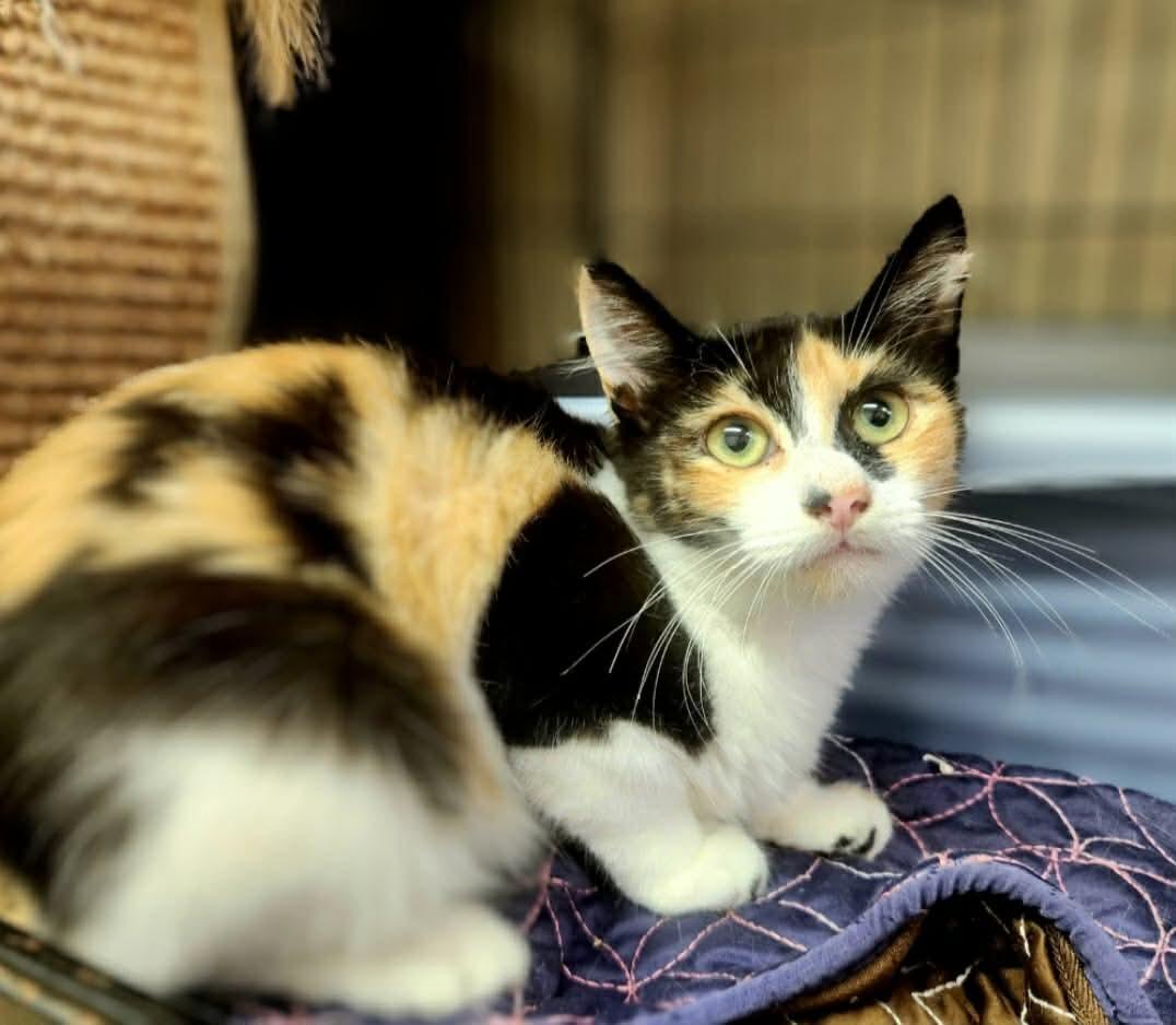 Coco, Adoptable, Young Female Domestic Medium Hair & Tortoiseshell.