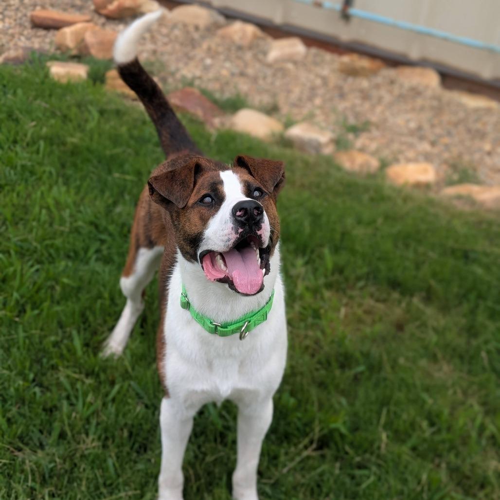 Squirrel (BAS), a Adoptable Mixed Breed in Lenoir, NC image 3/6