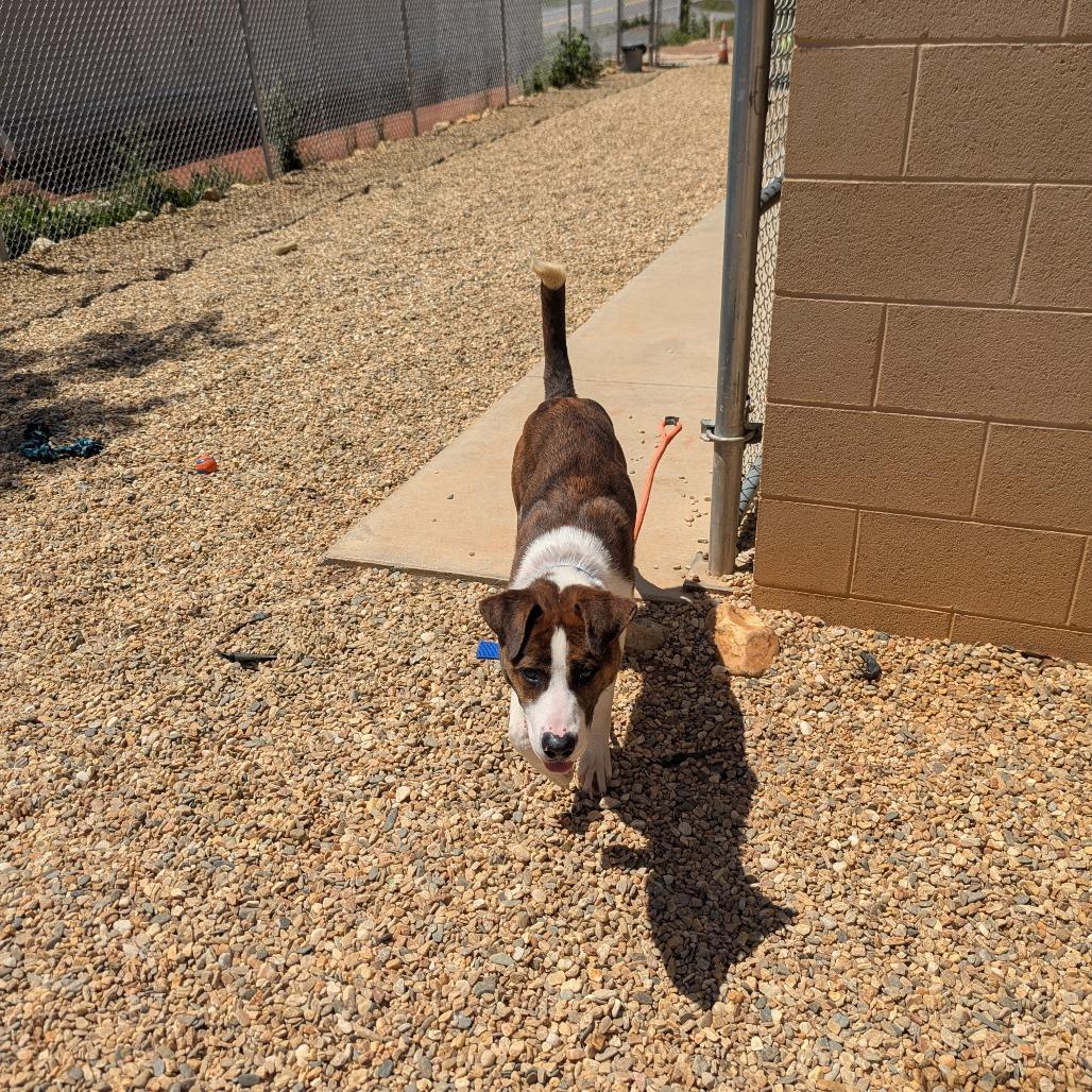 Enlarge Squirrel (BAS), a Adoptable Mixed Breed in Lenoir, NC image 3/6