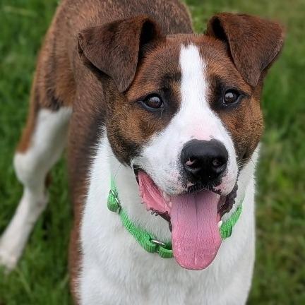 Enlarge Squirrel (BAS), a Adoptable Mixed Breed in Lenoir, NC image 4/6