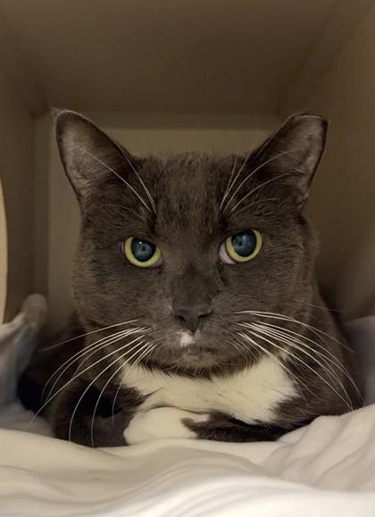 Astrid, Adoptable, Senior Female Domestic Short Hair & Domestic Short Hair.
