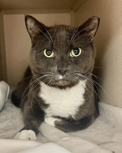 Astrid, Adoptable, Senior Female Domestic Short Hair & Domestic Short Hair.