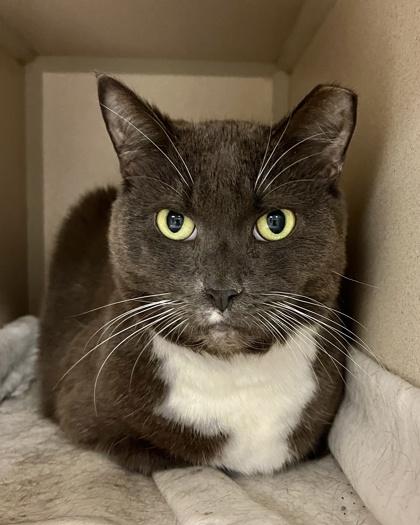Enlarge Astrid, a Adoptable mixed breed in Quakertown, PA image 2/2