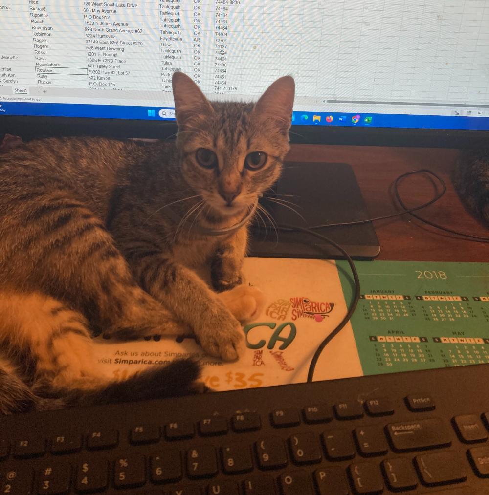 Enlarge Elizabeth, an adopted Domestic Short Hair in Tahlequah, OK image 2/3