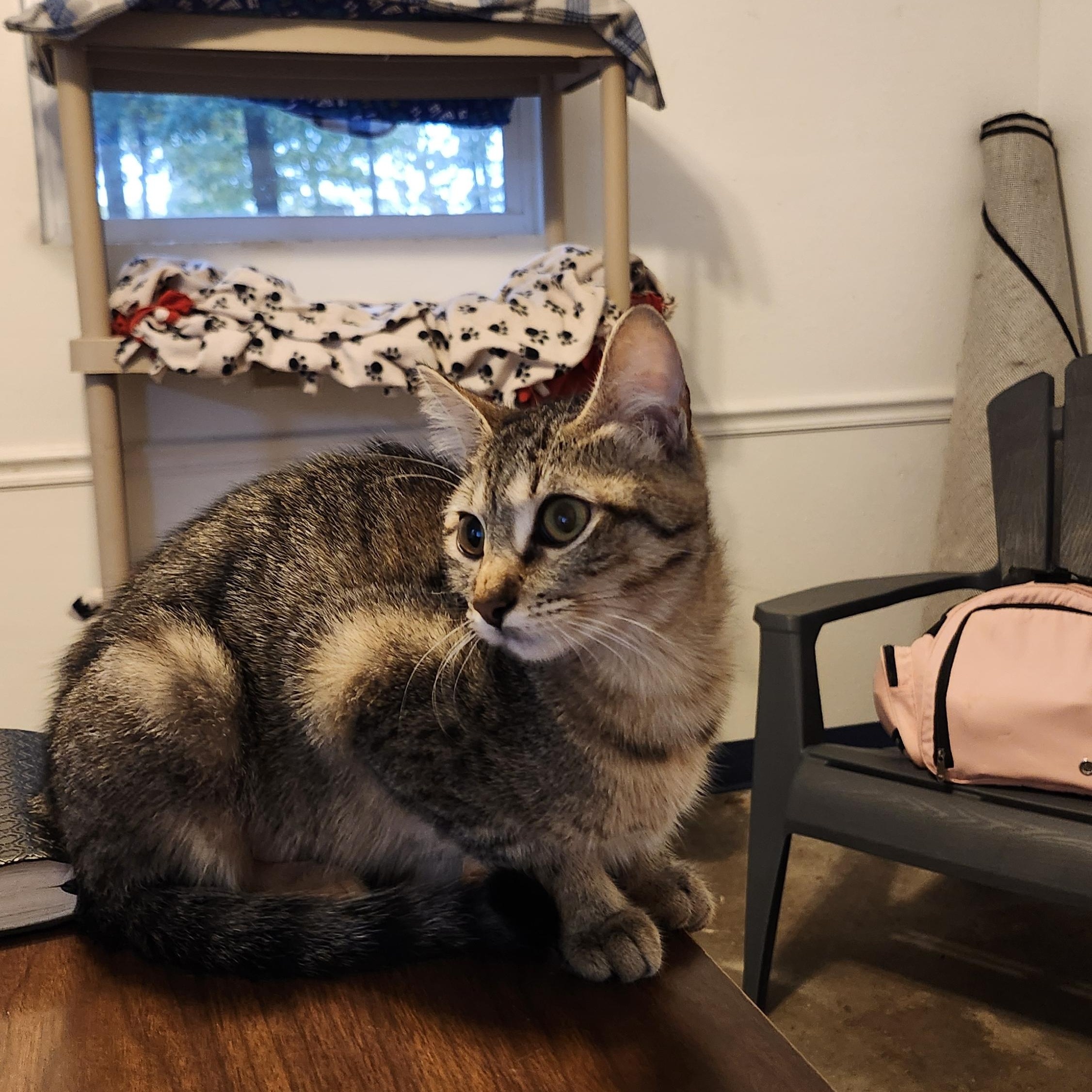 Enlarge Elizabeth, an adopted Domestic Short Hair in Tahlequah, OK image 3/3