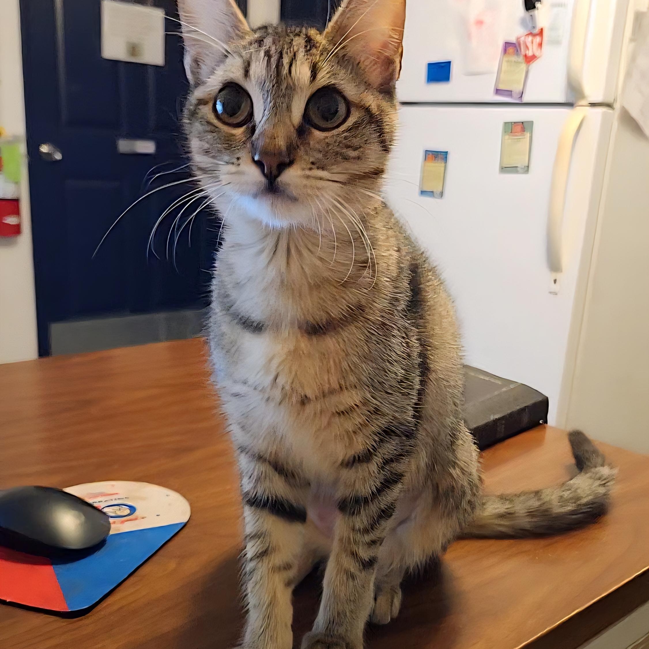 Elizabeth, adopted, Young Female Domestic Short Hair.