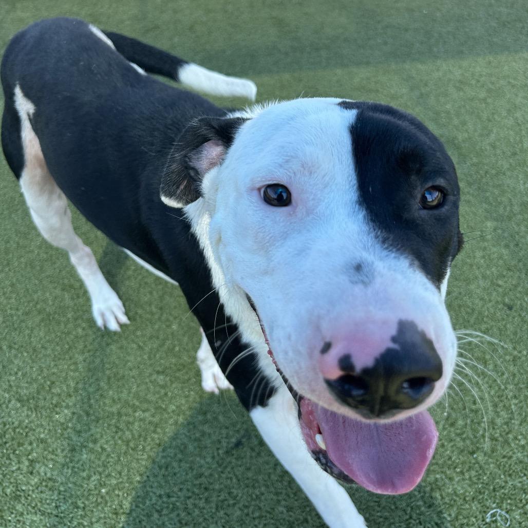 Anakin, Adoptable, Adult Male Pit Bull Terrier.