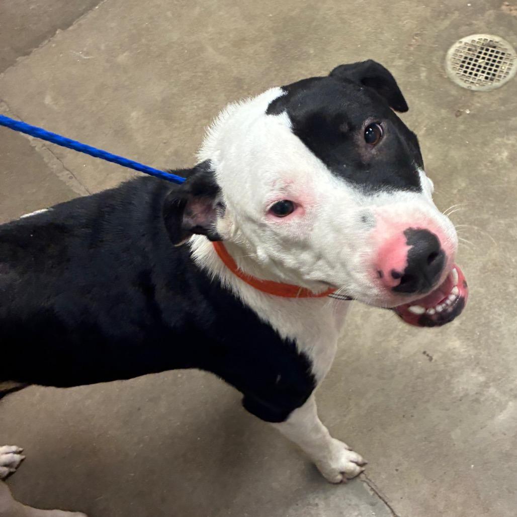 Enlarge Anakin, a Adoptable mixed breed in Bryan, TX image 3/6