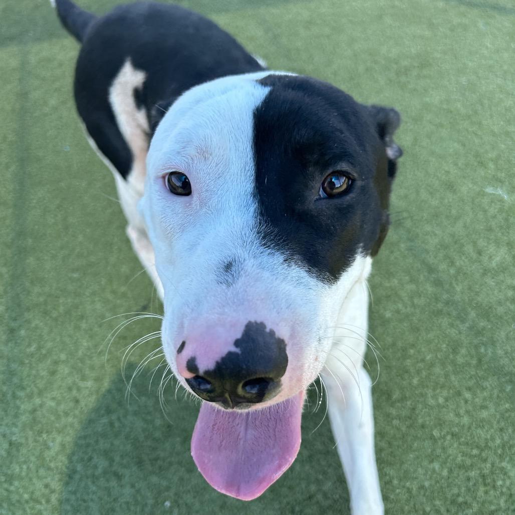 Enlarge Anakin, a Adoptable mixed breed in Bryan, TX image 4/6