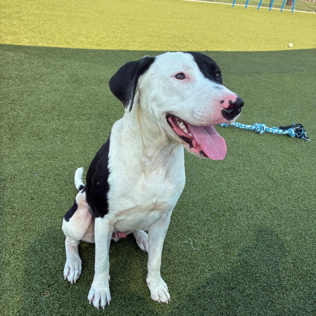 Enlarge Anakin, a Adoptable mixed breed in Bryan, TX image 5/6