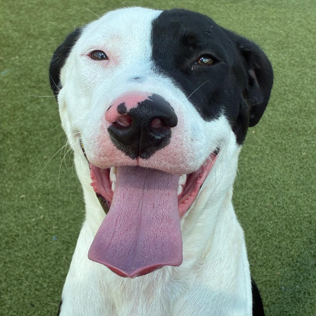 Enlarge Anakin, a Adoptable mixed breed in Bryan, TX image 6/6