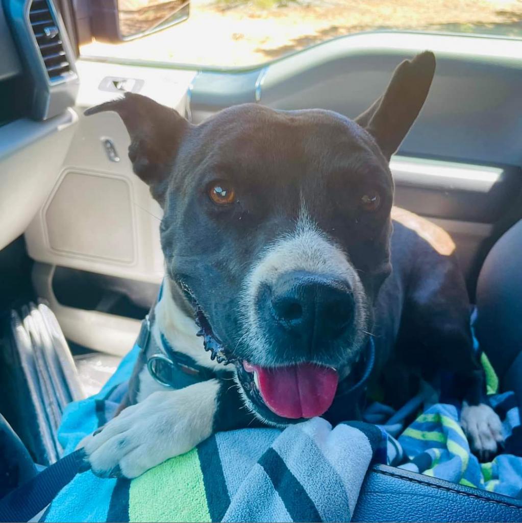 Tequila Rose — thumbnail 5