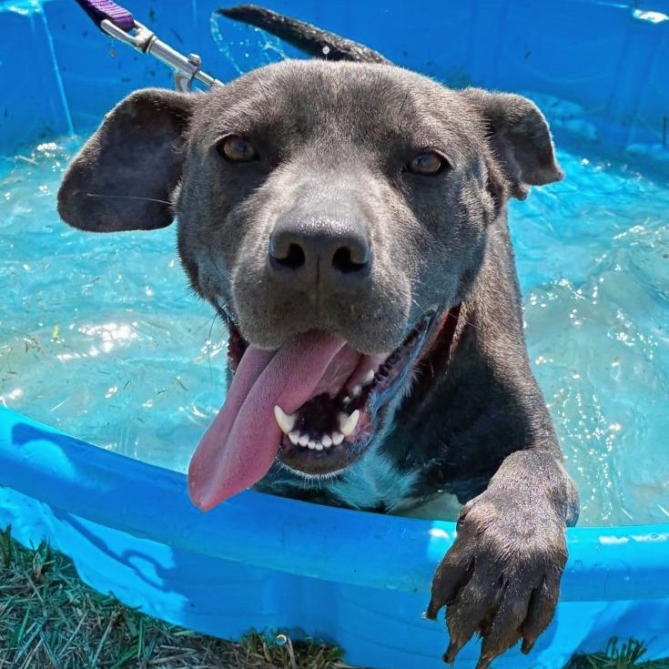 Lulu, a ADOPTABLE mixed breed in Wando, SC image 2/6