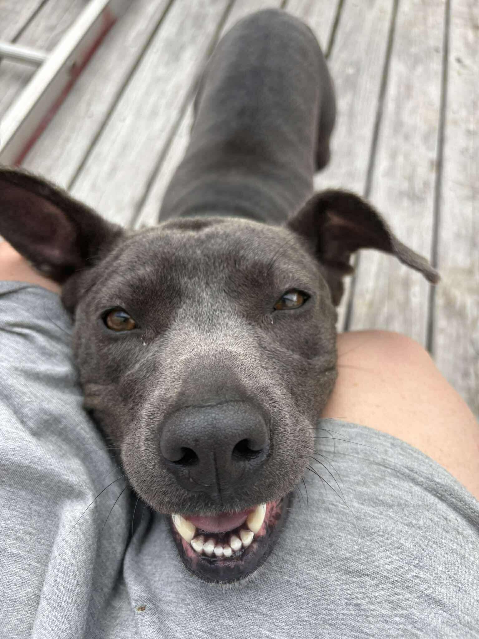 Lulu, a ADOPTABLE mixed breed in Wando, SC image 3/6