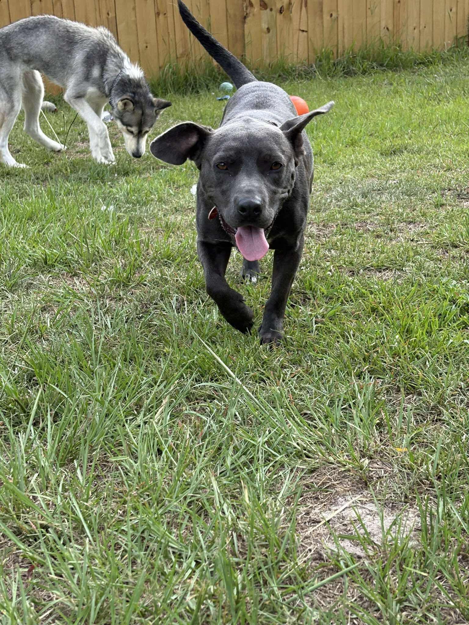 Lulu, a ADOPTABLE mixed breed in Wando, SC image 4/6