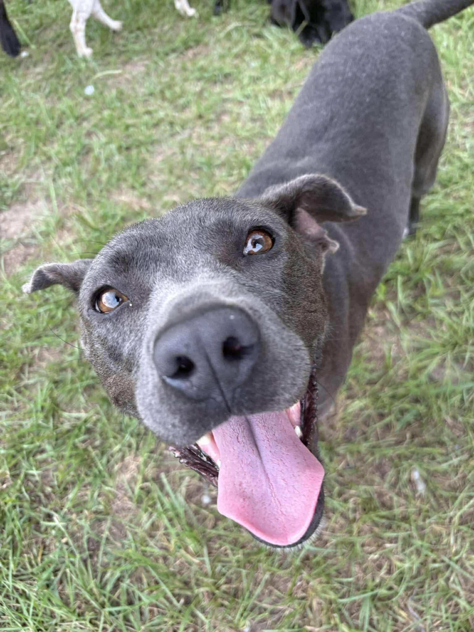 Lulu, a ADOPTABLE mixed breed in Wando, SC image 1/6