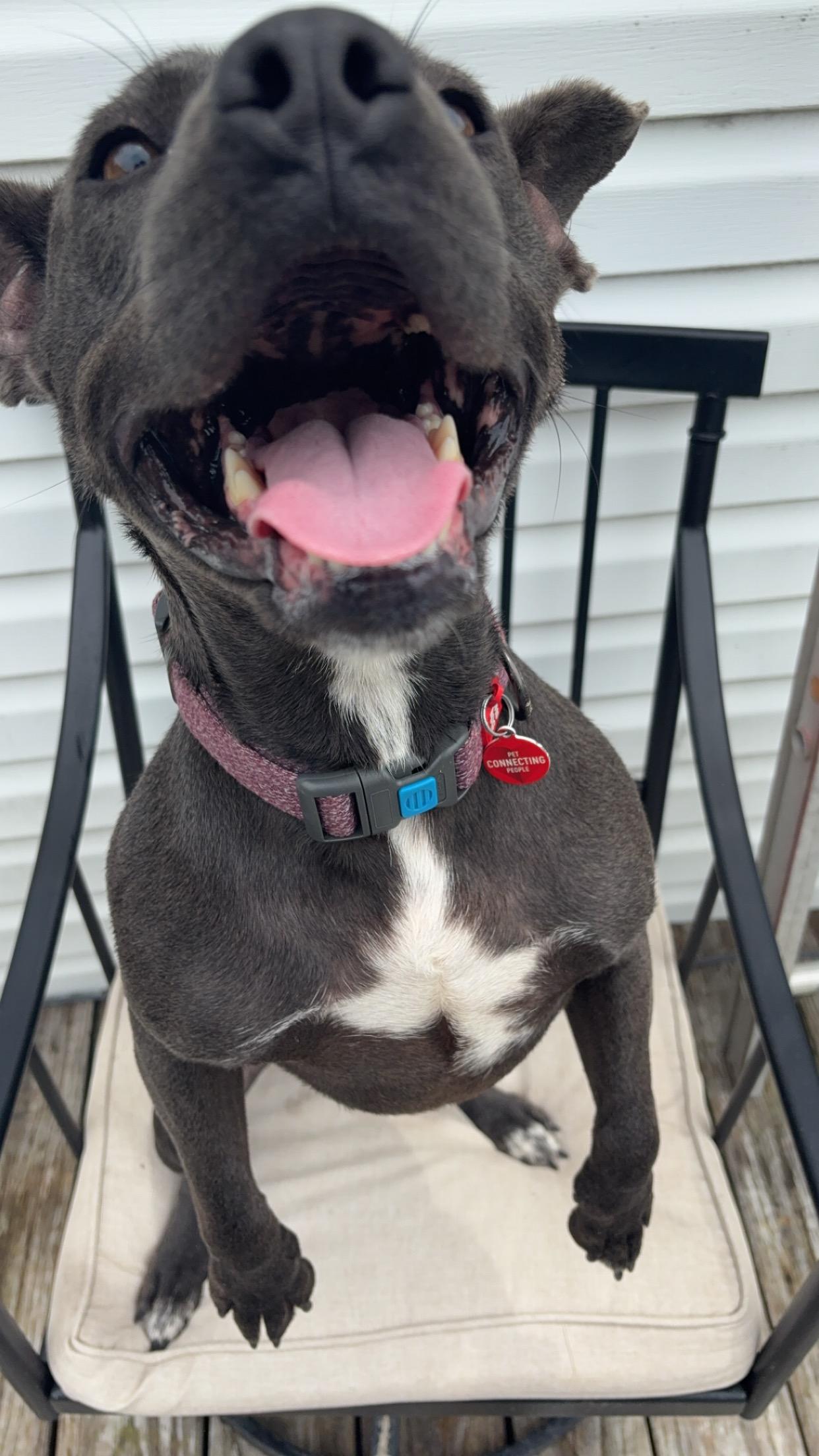 Lulu, a ADOPTABLE mixed breed in Wando, SC image 6/6