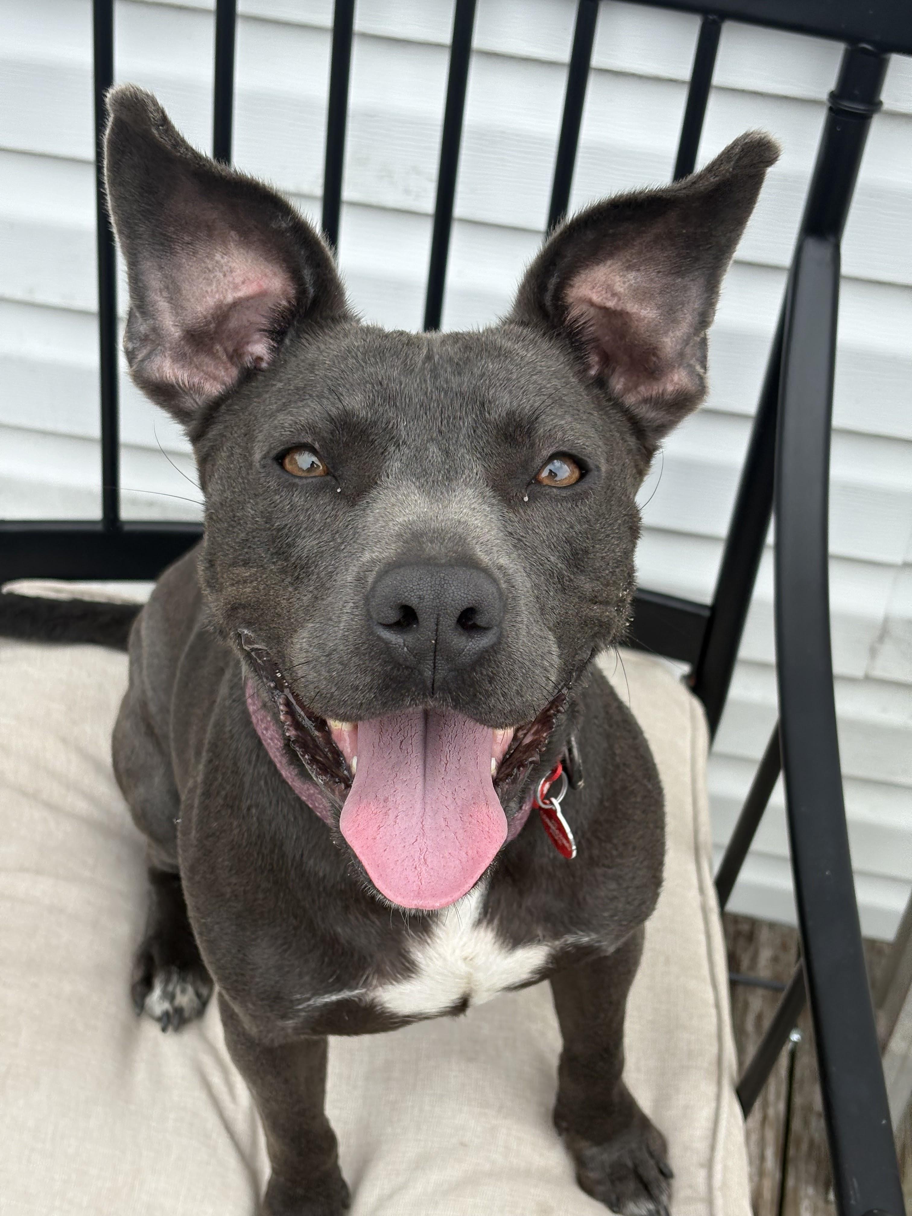 Lulu, a ADOPTABLE mixed breed in Wando, SC image 5/6
