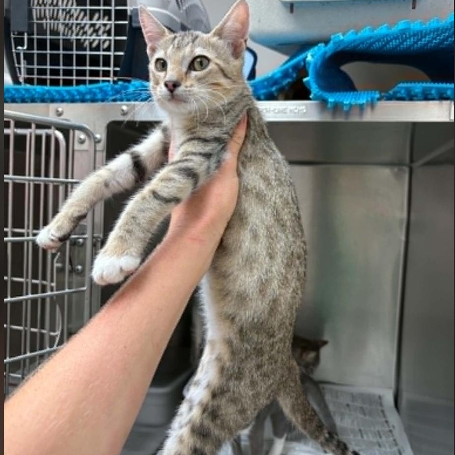 Enlarge Sparrow, a Adoptable American Shorthair in Plymouth, MN image 3/3
