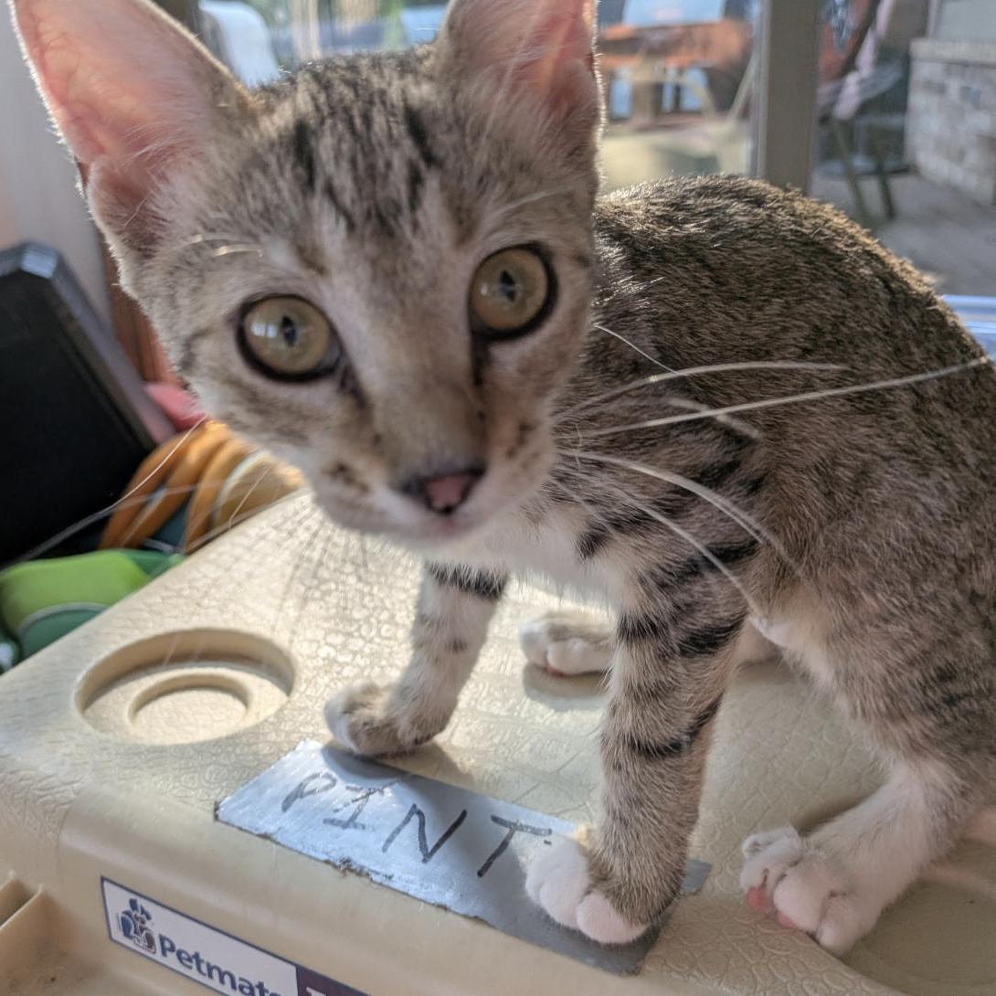 Enlarge Sparrow, a Adoptable American Shorthair in Plymouth, MN image 2/3