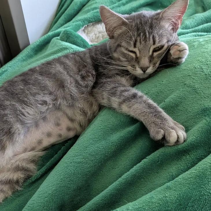 Sparrow, a American Shorthair