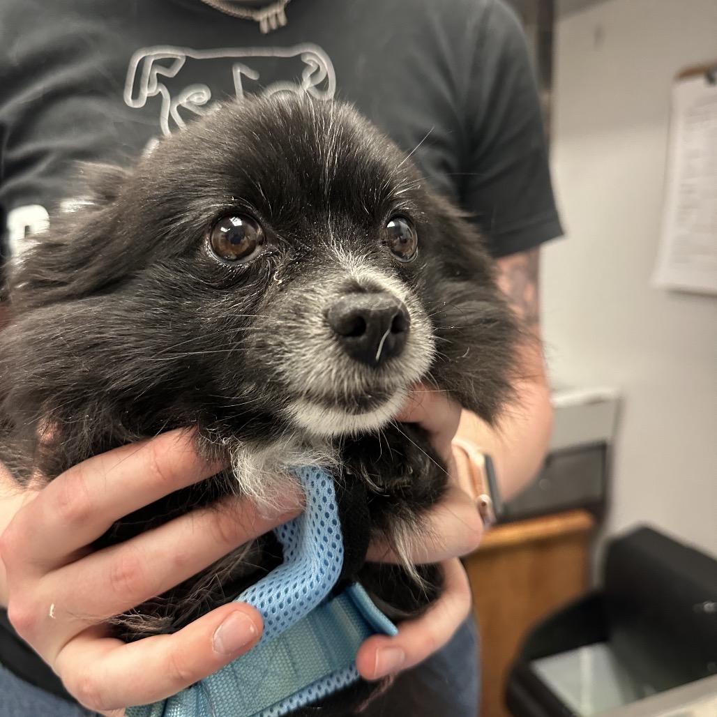 Coffee, Adoptable, Senior Female Pomeranian.