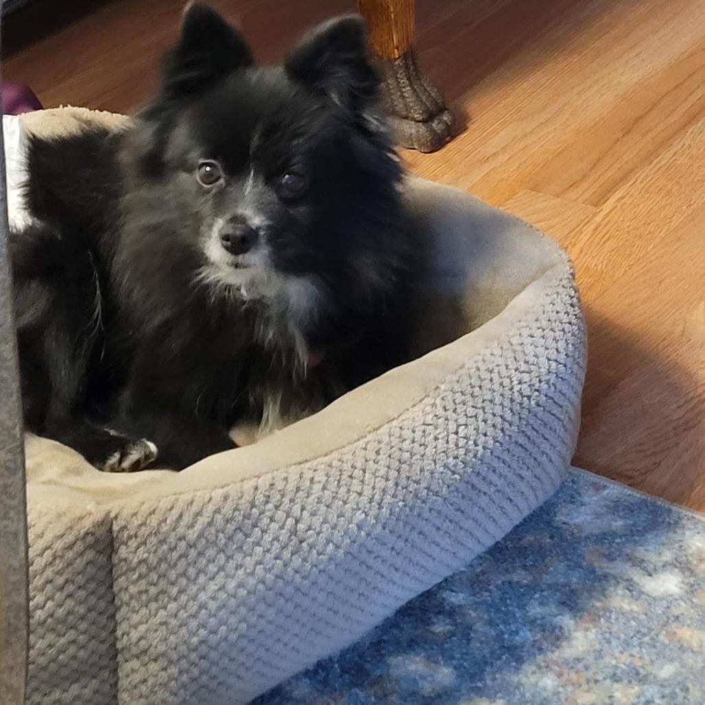 Enlarge Coffee, a Adoptable Pomeranian in Chaska, MN image 2/3