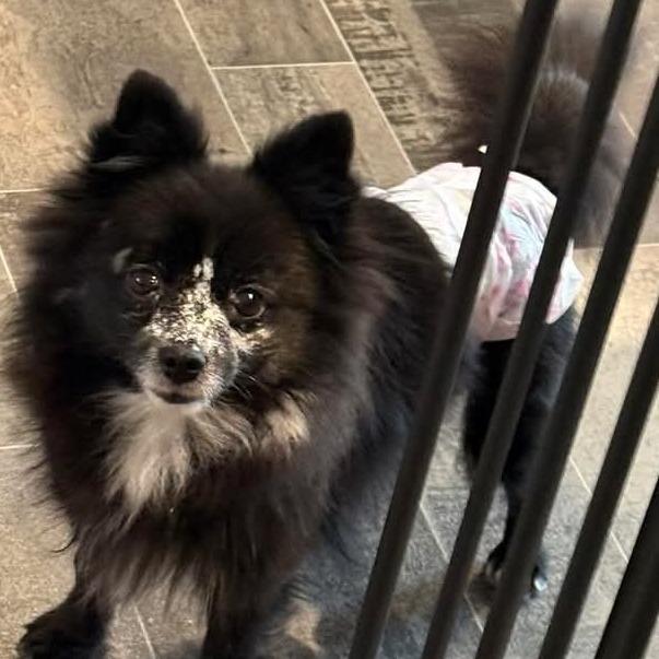 Enlarge Coffee, a Adoptable Pomeranian in Chaska, MN image 3/3