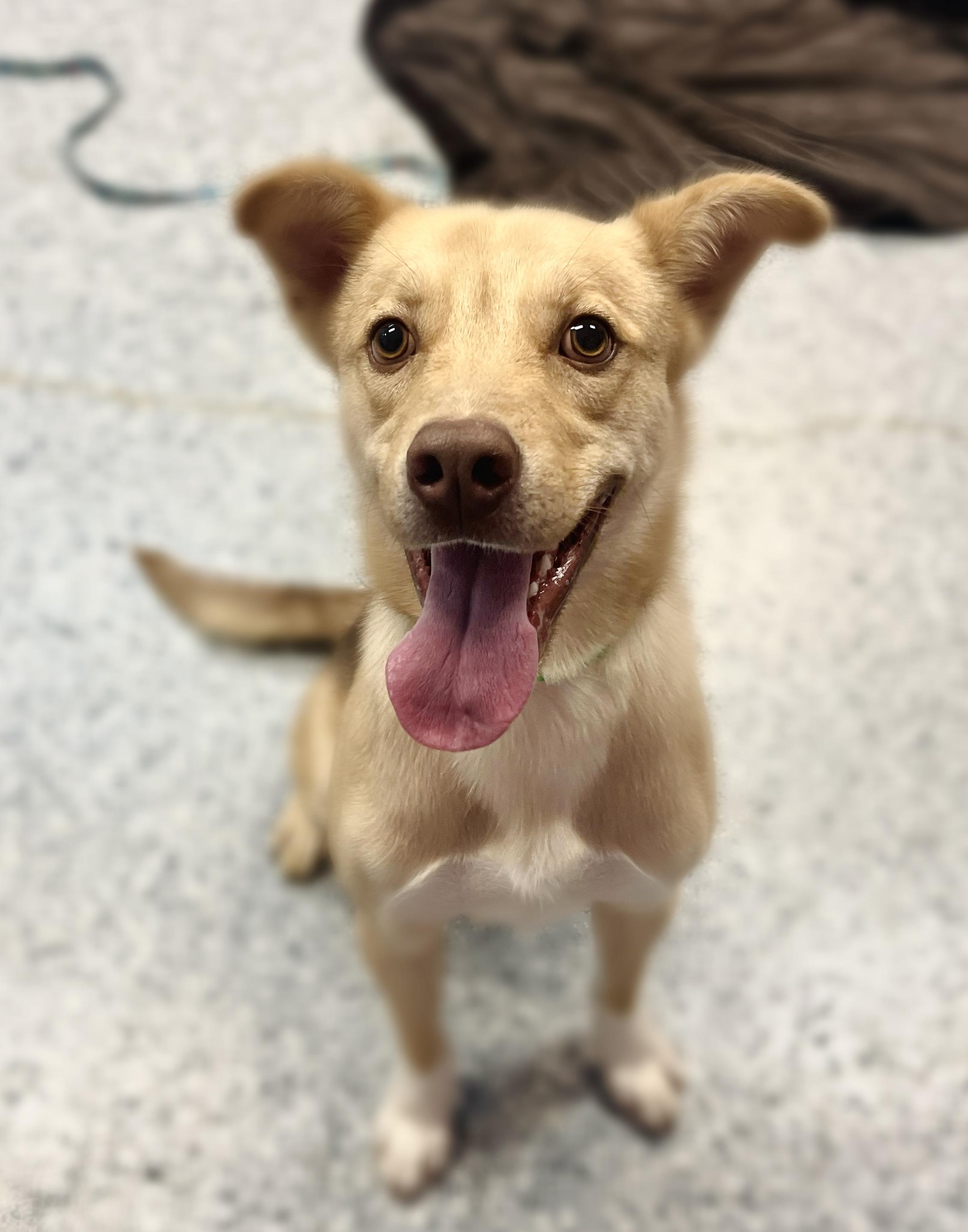Meeks in NH! Come Meet our Adoptable Dogs Wednesday-Saturday. More info in Bio!