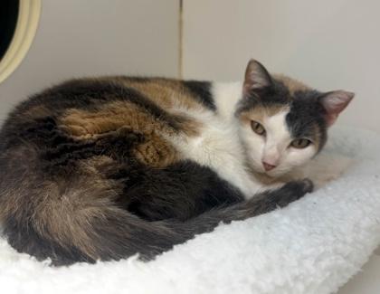 Cali, Adoptable, Adult Female Domestic Short Hair & Domestic Short Hair.