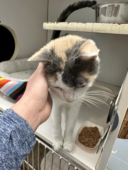 Cali, Adoptable, Adult Female Domestic Short Hair & Domestic Short Hair.