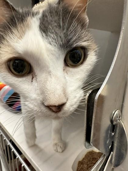 Enlarge Cali, a Adoptable Domestic Short Hair in Palm Coast, FL image 2/3