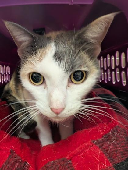Enlarge Cali, a Adoptable Domestic Short Hair in Palm Coast, FL image 1/1