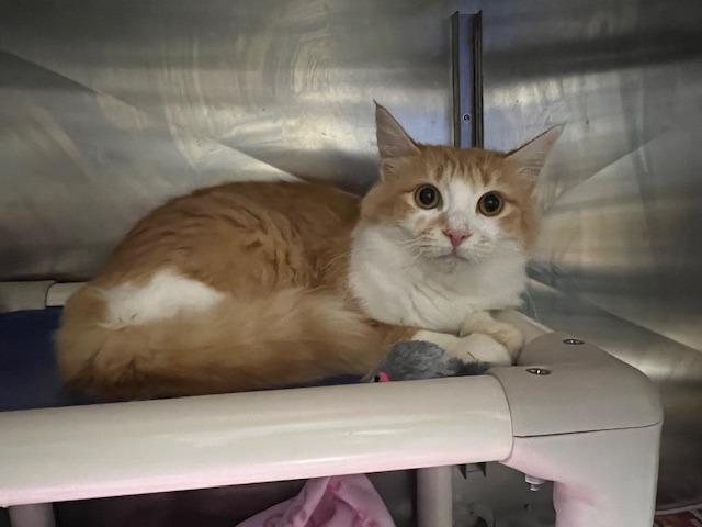 Enlarge Chia-Adoptable, a Adoptable Bengal in Chickamauga , GA image 1/2