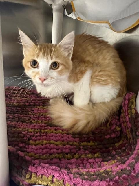 Enlarge Chia-Adoptable, a Adoptable Bengal in Chickamauga , GA image 2/2