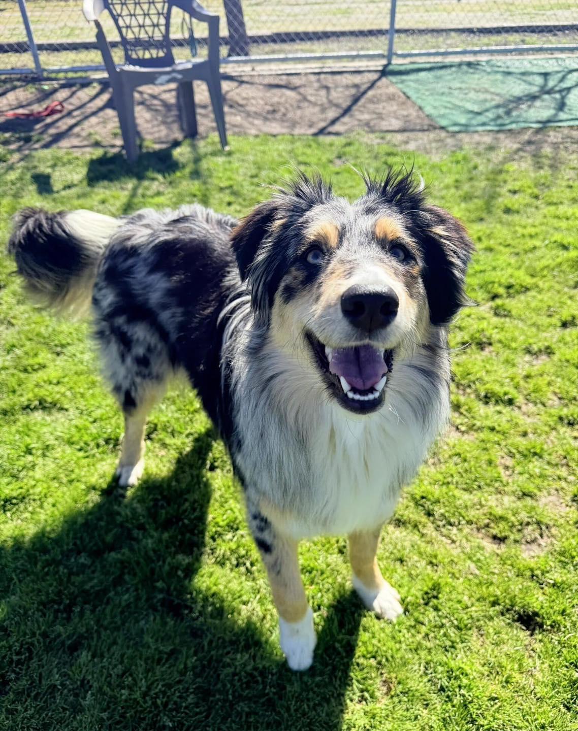 Enlarge Simone, a Adopted mixed breed in Paso Robles, CA image 1/3