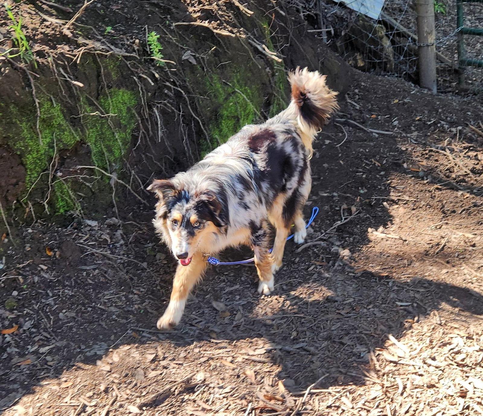 Enlarge Simone, a Adopted mixed breed in Paso Robles, CA image 2/3