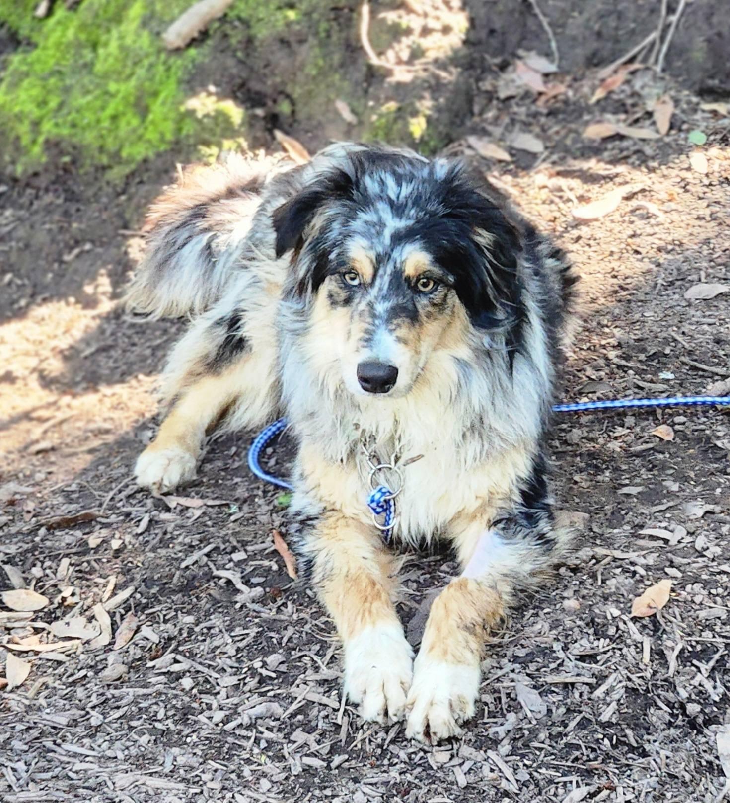 Enlarge Simone, a Adopted mixed breed in Paso Robles, CA image 3/3