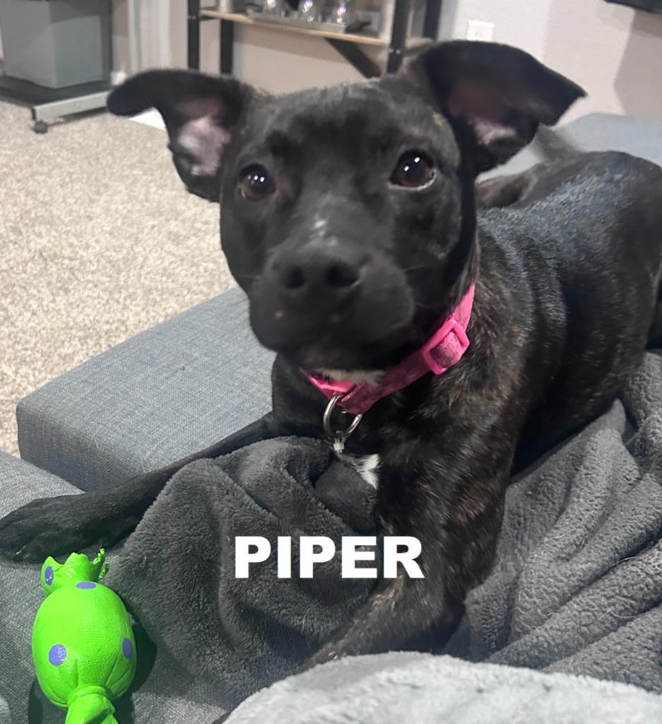 Piper, Adopted, Puppy Female Terrier & American Staffordshire Terrier.