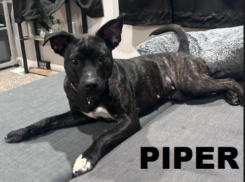 Enlarge Piper, a Adopted mixed breed in Owatonna, MN image 2/4