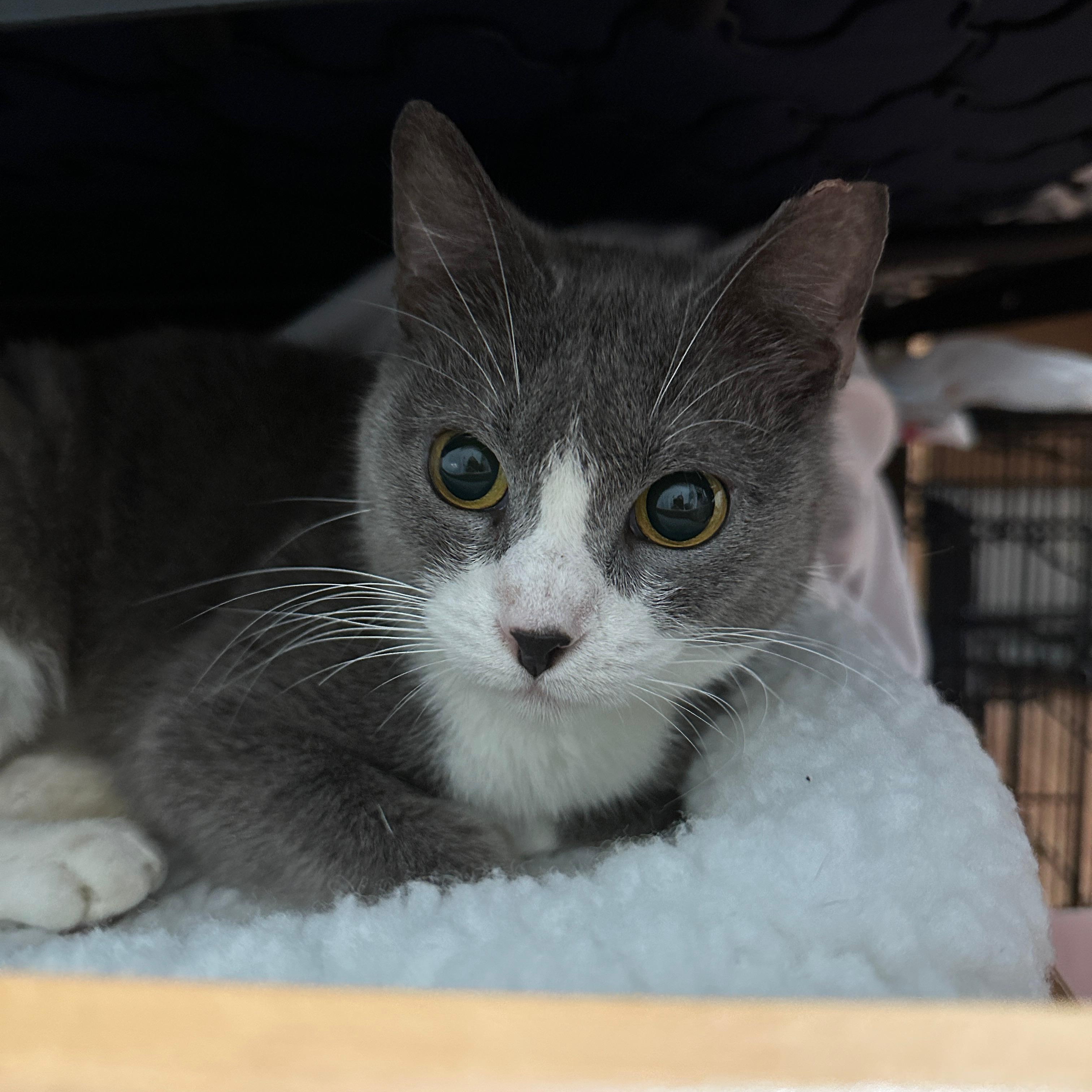 Enlarge Tinker, a Adoptable Domestic Short Hair in Syracuse, NY image 3/6